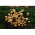 Мицелий Опенка летнего / Опенок липовый (Kuehneromyces mutabilis) Мицелий Опенка летнего / Опенок липовый (Kuehneromyces mutabilis)